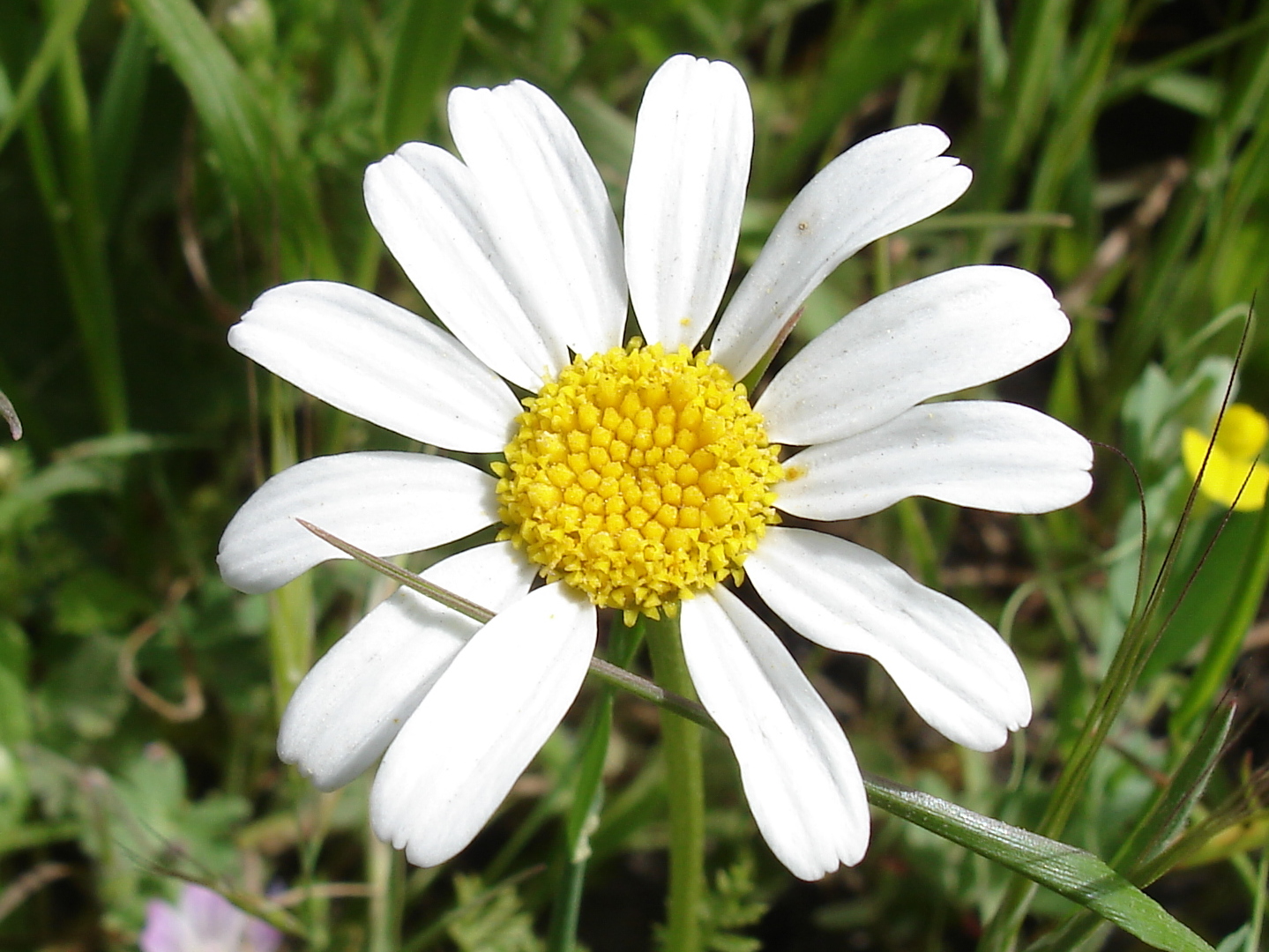 Chamomile | Best Spring Herbs To Grow in Your Garden | best herbs to grow