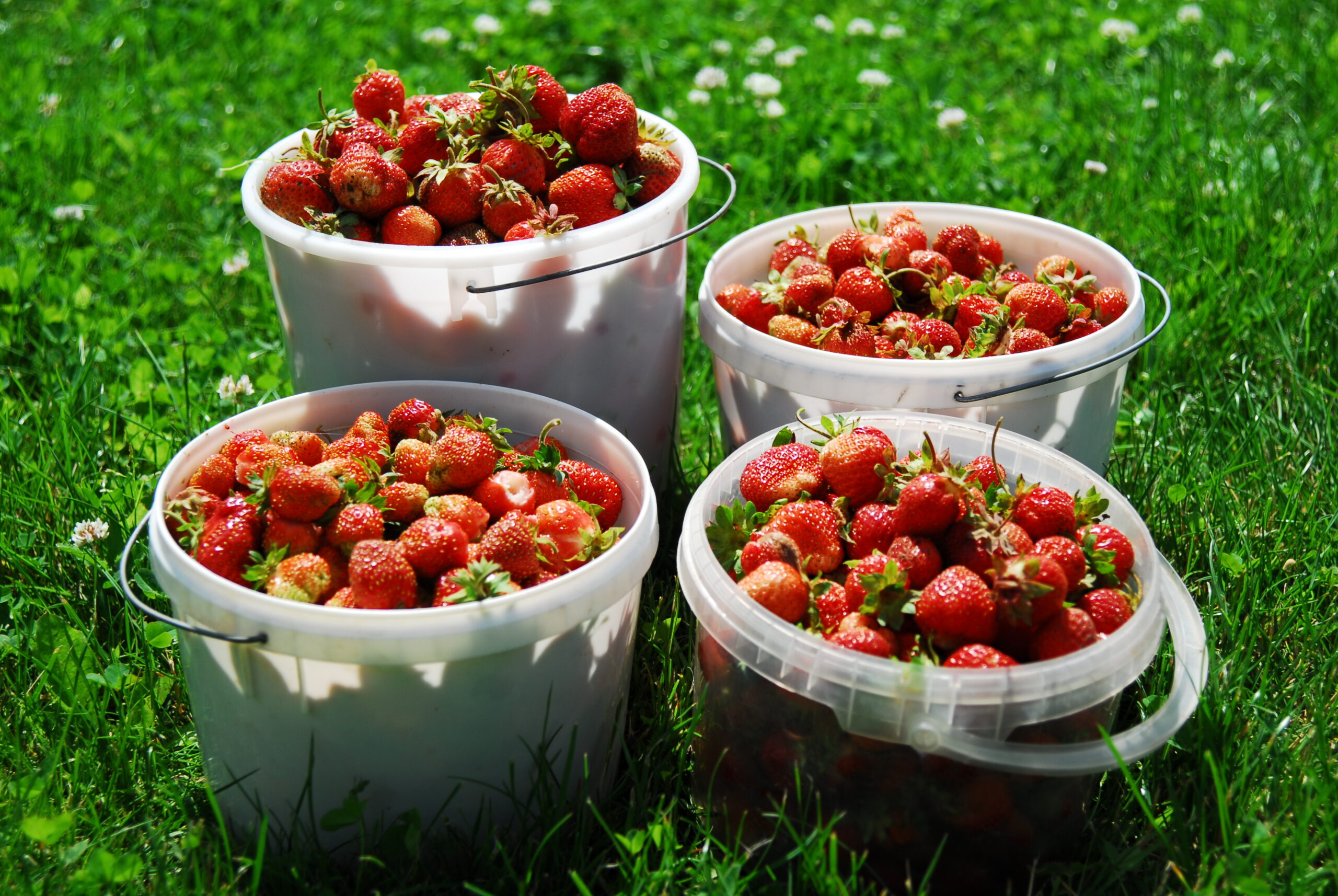 harvest | memorial day gardening | Great Garden Activities You Can Do Over Memorial Day Weekend 