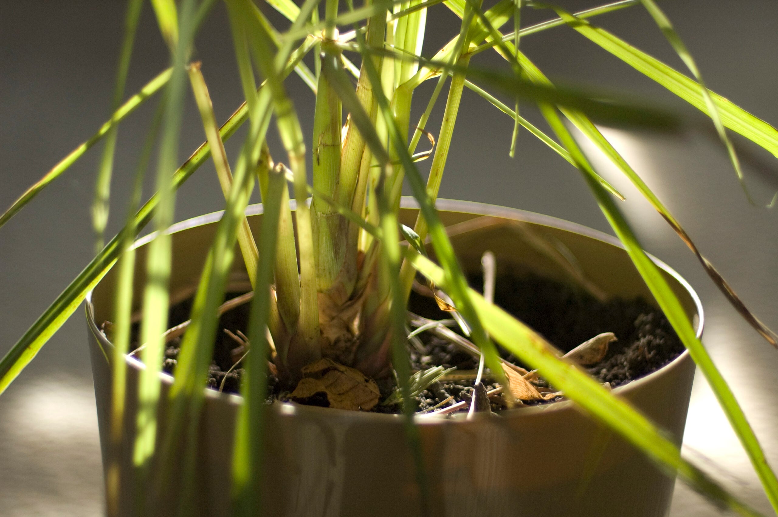 Lemon Grass | Growing Food From Scraps |kitchen scraps you can regrow