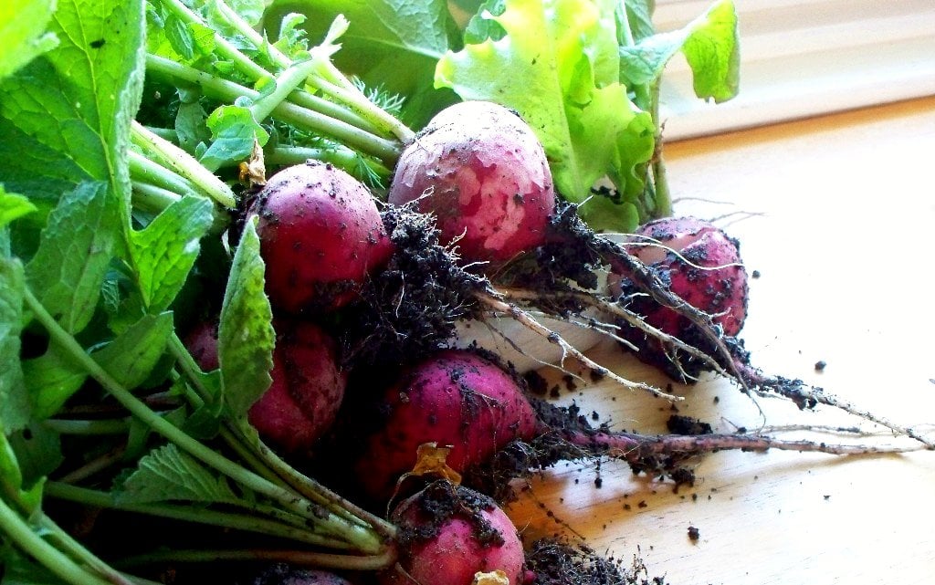 Radishes | Fastest Growing Vegetables For A Quick Harvest | quick crops