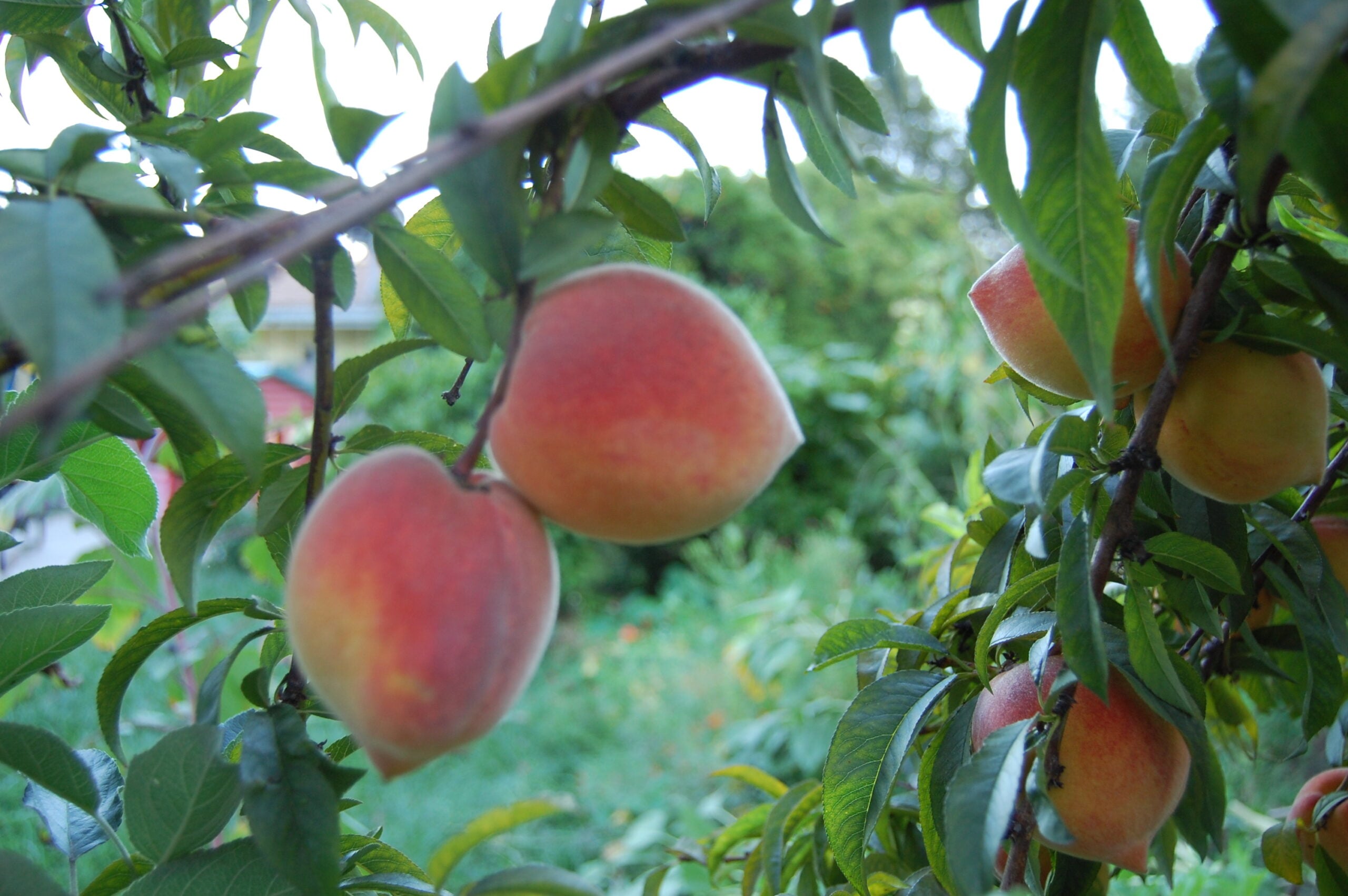 backyard peach tree | Growing Food From Scraps | Kitchen Scraps You Can Regrow | grow from seeds