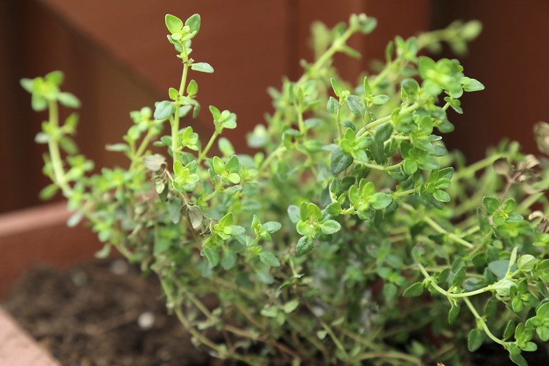 Thyme | Herbs To Plant In Your Garden To Fight Off Flu And How To Use Them