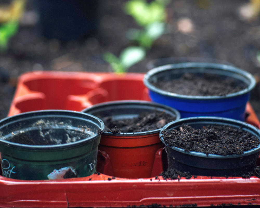 Four plant pots | How To Grow A Lemon Tree From Seed | how to germinate lemon seeds