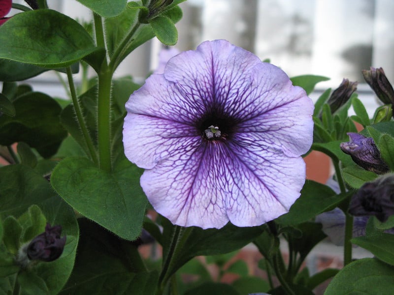 Petunia | Summer-Loving Annual Plants For A New Garden Every Year