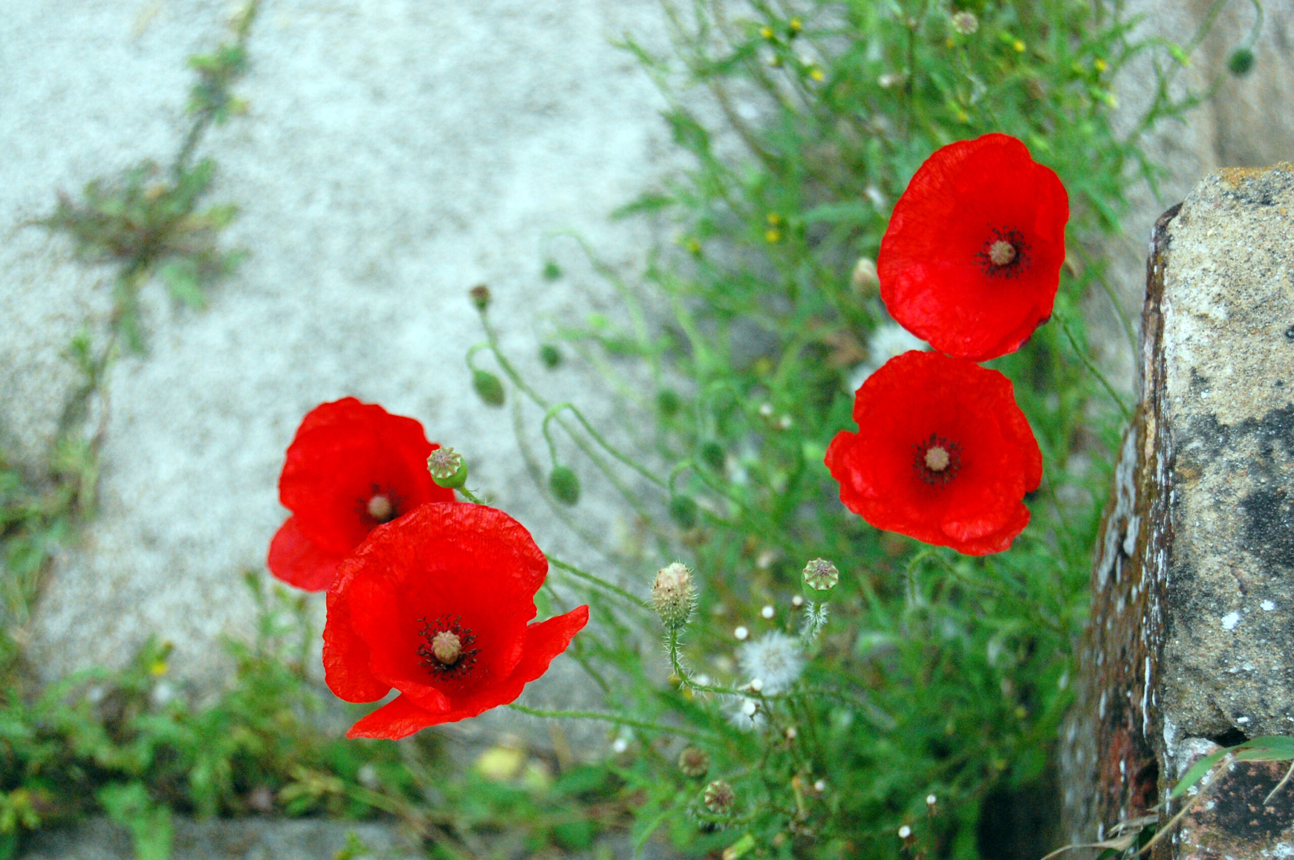 Poppies | Summer Flowers to plant now for a blooming garden | annuals that bloom all summer