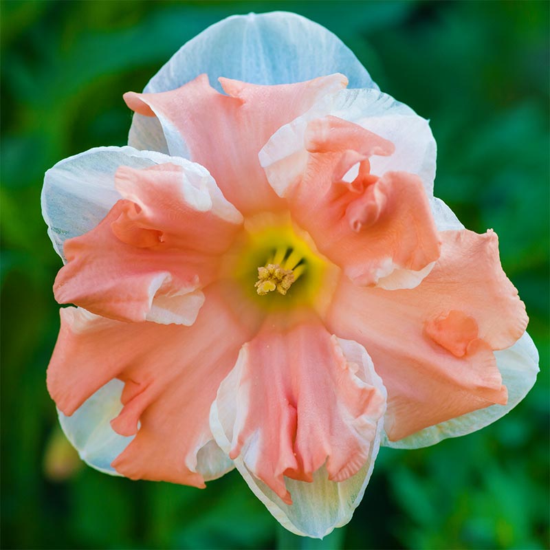 A macro shot of a daffodil apricot whirl bloom | Fall Gardening With Stunning Perennial Flowering Bulbs