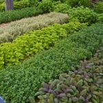 A well laid out Herb Garden | Best Spring Herbs To Grow in Your Garden | herbs to plant in spring | featured