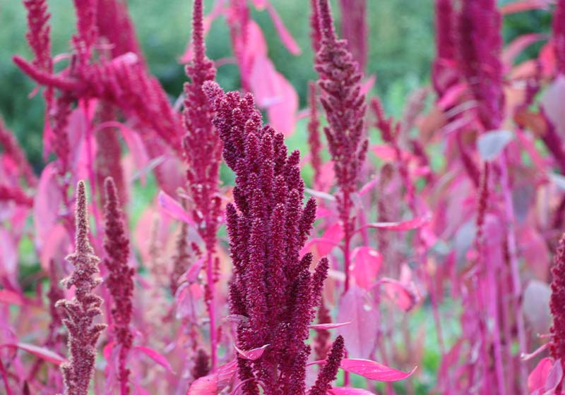 Amaranth Plant with reds | Perfect Summer Garden Crops For A Bountiful Harvest | vegetables that grow in full sun