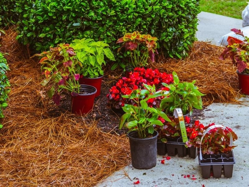 Annual flowers ready to be-planted in straw bed beside driveway | mulch