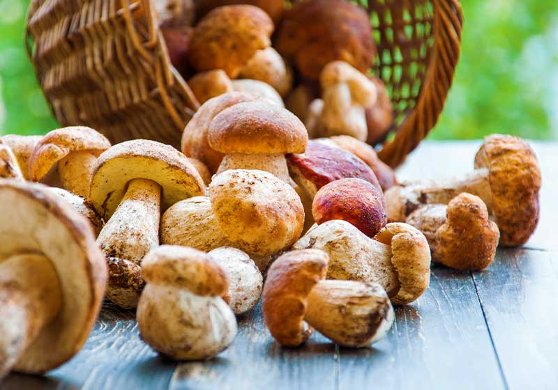 Autumn Cep Mushrooms | Fall Garden Crops | Fruits And Veggies Perfect To Grow This Season | Fall Season Garden Ideas