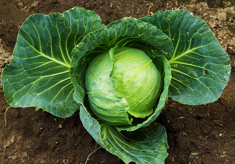 Autumn cabbage grows on the ground | Fall Garden Crops | Fruits And Veggies Perfect To Grow This Season | Fall Season Garden Ideas