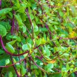 Basella Rubra | How To Grow Malabar Spinach | A Step By Step Guide | red malabar spinach | featured