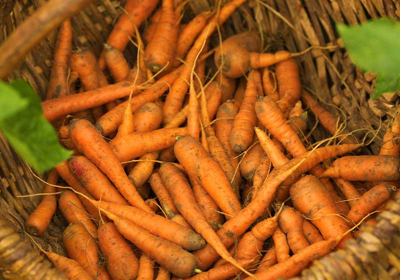 Basket full of autumn harvest carrots | Fall Garden Crops | Fruits And Veggies Perfect To Grow This Season | Fall Season Garden Ideas