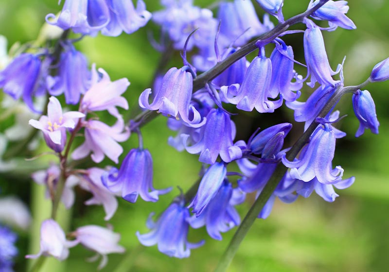 Bluebells meadow close up | Fall Gardening With Stunning Perennial Flowering Bulbs
