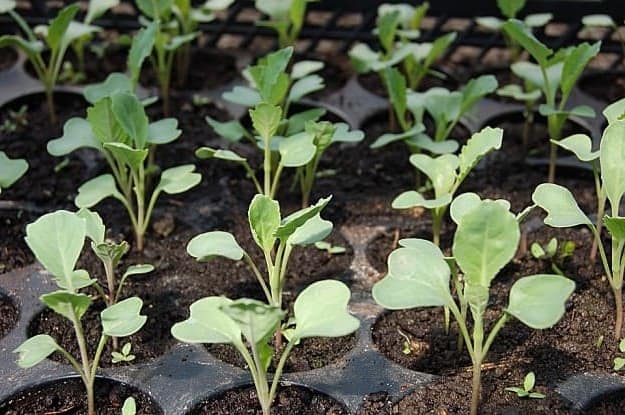 Fool Seeds Into Growing Like It's Summer | Practical Garden Ideas For Winter For A More Productive Season