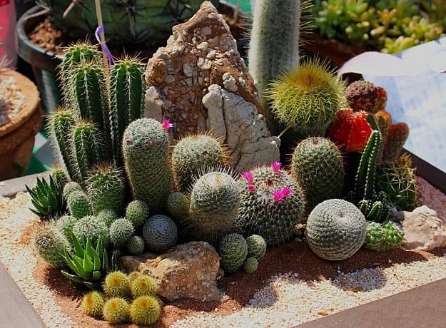 Xeriscape Garden Plan | Garden Planning And Design | Practical Tips, Tricks, Ideas, And Guides