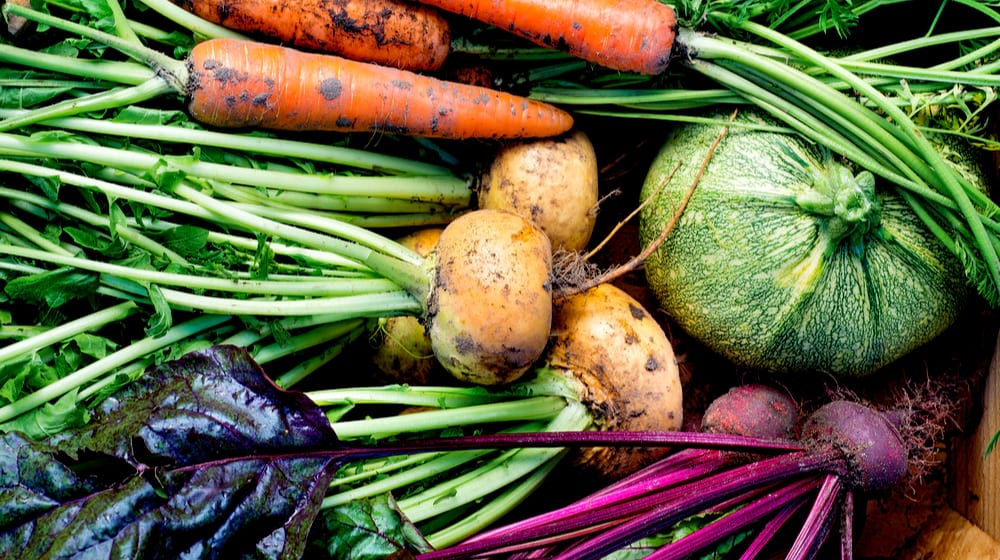 turnips, beetroots, carrots, roundmarrow | Fall Vegetables You Should Start Planting Now | Featured