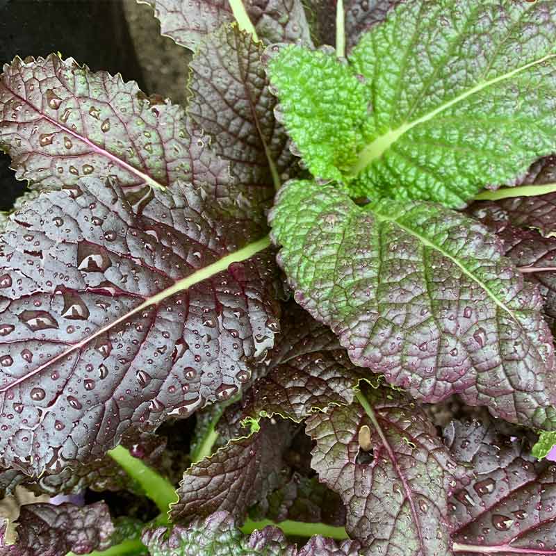 Collard greens after a storm | Fall Garden Crops | Fruits And Veggies Perfect To Grow This Season | Fall Season Garden Ideas