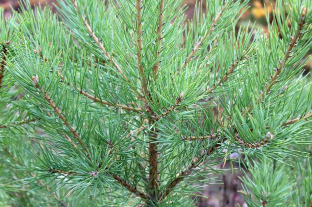 Evergreen | Create An Authentic Japanese Garden With These Essential Items
