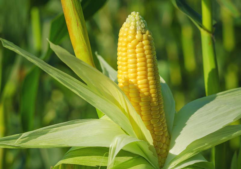 Ear of corn in a field in summer before harvest | Perfect Summer Garden Crops For A Bountiful Harvest | garden cover crop summer