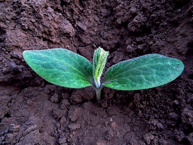 How To Grow Your Own Pumpkin Patch | Easy To Grow Vegetables For Gardening Beginners | Vegetable Gardening Tips 