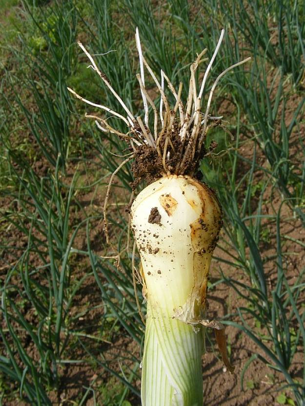 Green Onions | Easy To Grow Vegetables For Gardening Beginners | Vegetable Gardening Tips 