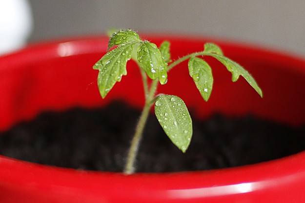 Growing Tomatoes | Easy To Grow Vegetables For Gardening Beginners | Vegetable Gardening Tips 