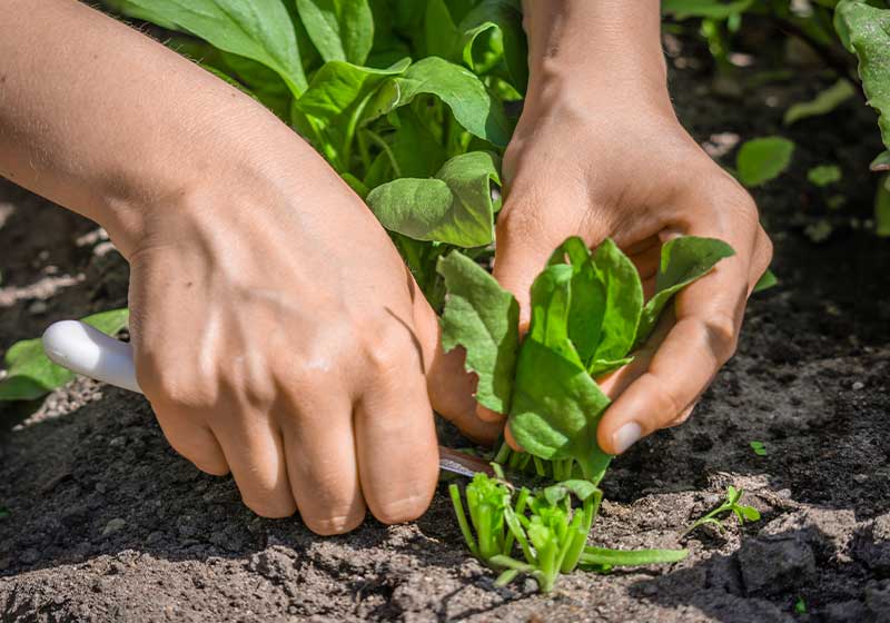 Farmer harvesting spinach | How To Grow Spinach | Complete Fall Vegetable Growing Guide | fall gardening