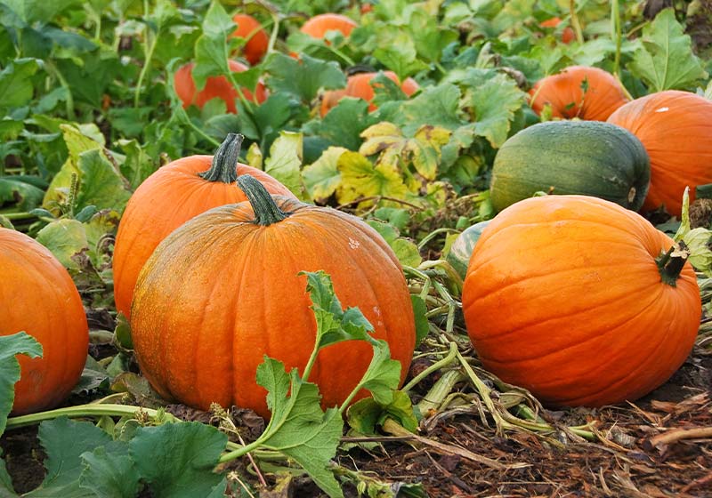 Fresh, ripe, pumpkins growing in field | Perfect Summer Garden Crops For A Bountiful Harvest | late summer vegetables to plant