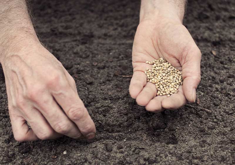 Frontal landscape view of human hands one with the seeds | growing spinach