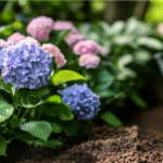 Hydrangea Care: Pruning, Feeding, and Growing for Better Blooms