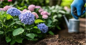 Hydrangea Care: Pruning, Feeding, and Growing for Better Blooms