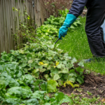 Stop the Spread! Managing Invasive Plants in Your Yard