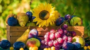 Garden in late summer | Perfect Summer Garden Crops For A Bountiful Harvest | summer gardening | featured