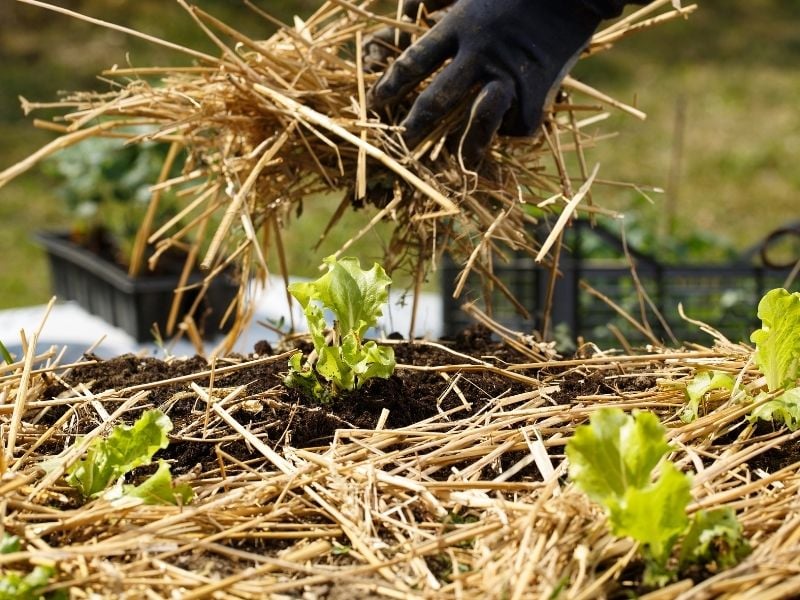 Gardener planting seedlings in freshly ploughed garden beds and spreading straw | mulching