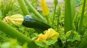 Green zucchini in garden in summer day | Growing Zucchini | Garden Season Guide From Planting To Harvesting | how to grow zucchini | featured