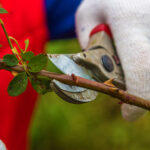 Hand holding bypass pruning secateur for cutting roses | How To Grow Roses From Cuttings | how to grow rose | featured