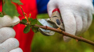 Hand holding bypass pruning secateur for cutting roses | How To Grow Roses From Cuttings | how to grow rose | featured