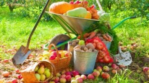 Harvested into a pile crop of vegetables in the garden | Fall Garden Crops | 21 Fruits And Veggies Perfect To Grow This Season | ss | featured