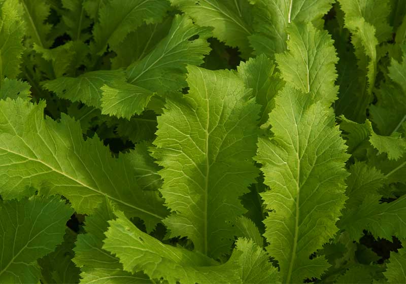 Home Grown Organic Oriental Mustard | Fall Garden Crops | Fruits And Veggies Perfect To Grow This Season | Fall Season Garden Ideas