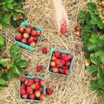 freshly picked strawberries | A Gardener's Guide on How To Grow Strawberries | Featured