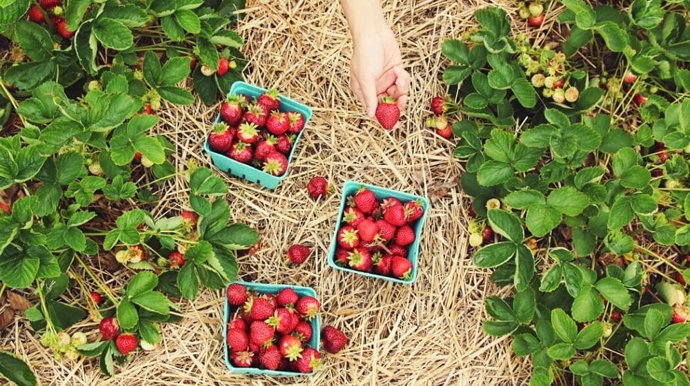 freshly picked strawberries | A Gardener's Guide on How To Grow Strawberries | Featured