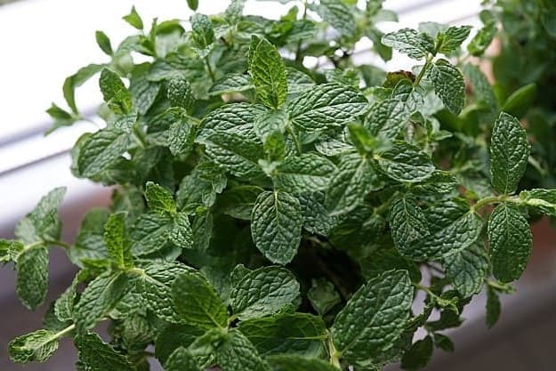 Love Your South-Facing Window | Practical Garden Ideas For Winter For A More Productive Season