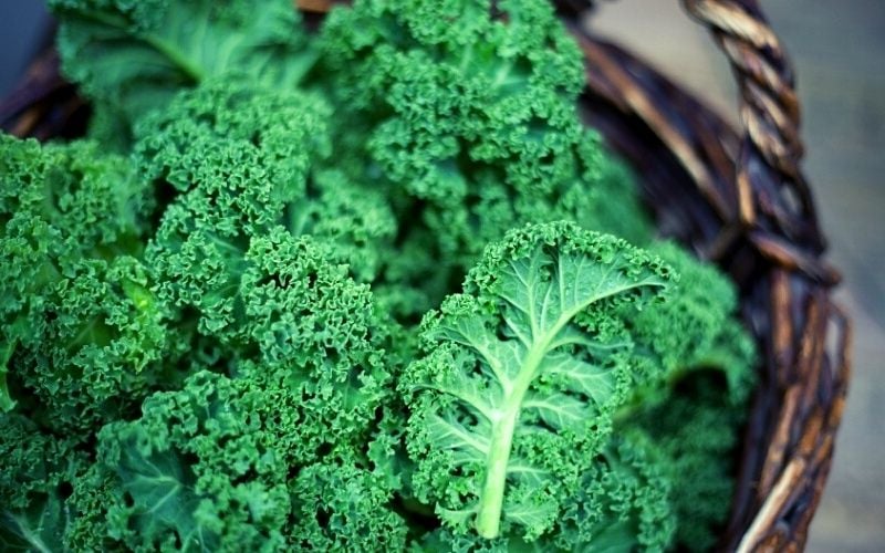 kale in basket | fall crops