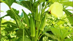 Lady Fingers or Okra vegetable on plant in farm | Growing Okra Plant | Ultimate Garden Season Guide | how to grow okra from seed | featured