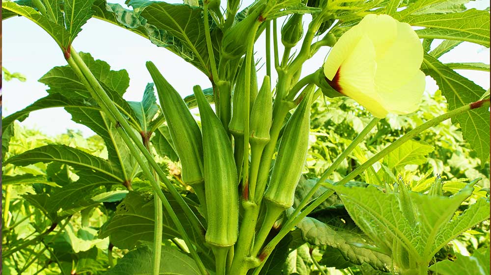 Lady Fingers or Okra vegetable on plant in farm | Growing Okra Plant | Ultimate Garden Season Guide | how to grow okra from seed | featured