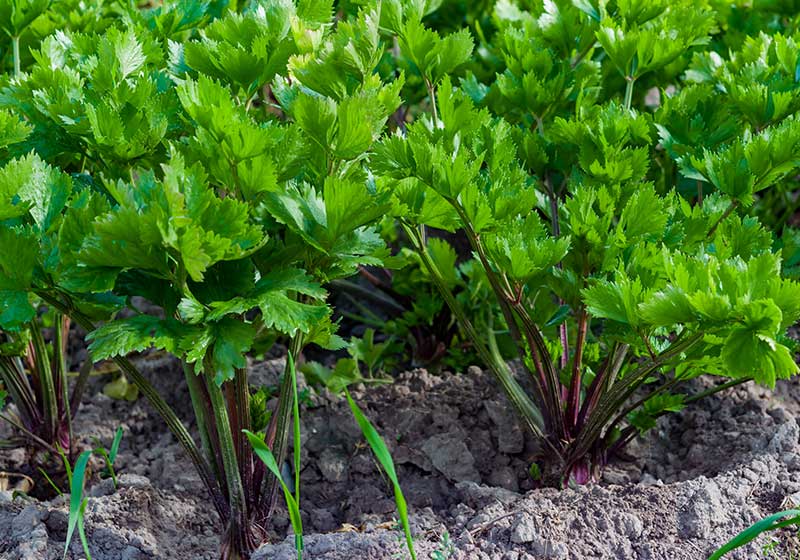 Large stalks of green celery | Fall Garden Crops | Fruits And Veggies Perfect To Grow This Season | Fall Season Garden Ideas
