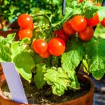 Lovely small cherry tomato plant with ripe and tasty tomatoes on it | Growing Tomatoes In Pots Indoors | Tips | how to grow tomatoes indoors | Featured