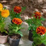 Marigold seedlings in small pots in the garden | How To Grow Marigold Flowers For Your Summer Flower Garden | marigold flower uses | featured