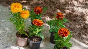 Marigold seedlings in small pots in the garden | How To Grow Marigold Flowers For Your Summer Flower Garden | marigold flower uses | featured